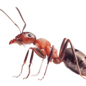 Μυρμήγκια 001