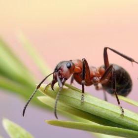 Μυρμήγκια 002