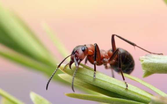 Μυρμήγκια